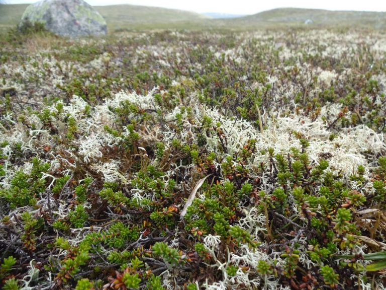 Nordlandreise 10. Tag – Hardangervidda