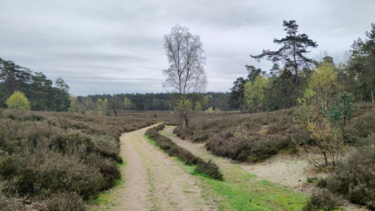 Schwindebecker Heide